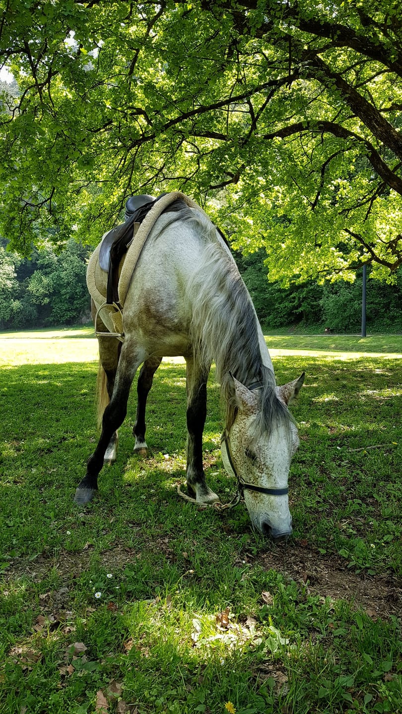 Customer photo review of Calm & Focus Leckerlis - Gelassenheit fürs Pferd