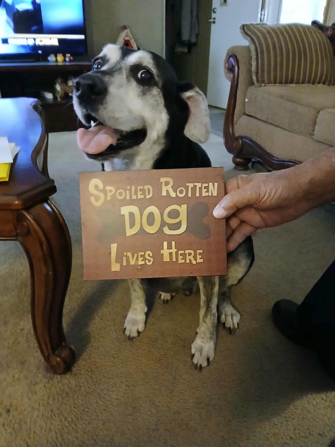 Customer photo review of Heartgard Plus for Dogs - Monthly Heartworm & Intestinal Worm Protection
