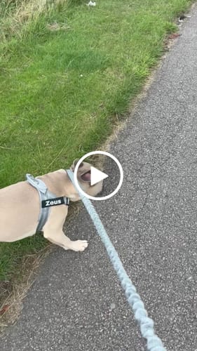 Customer video review of ParoPet No Pull Dog Harness