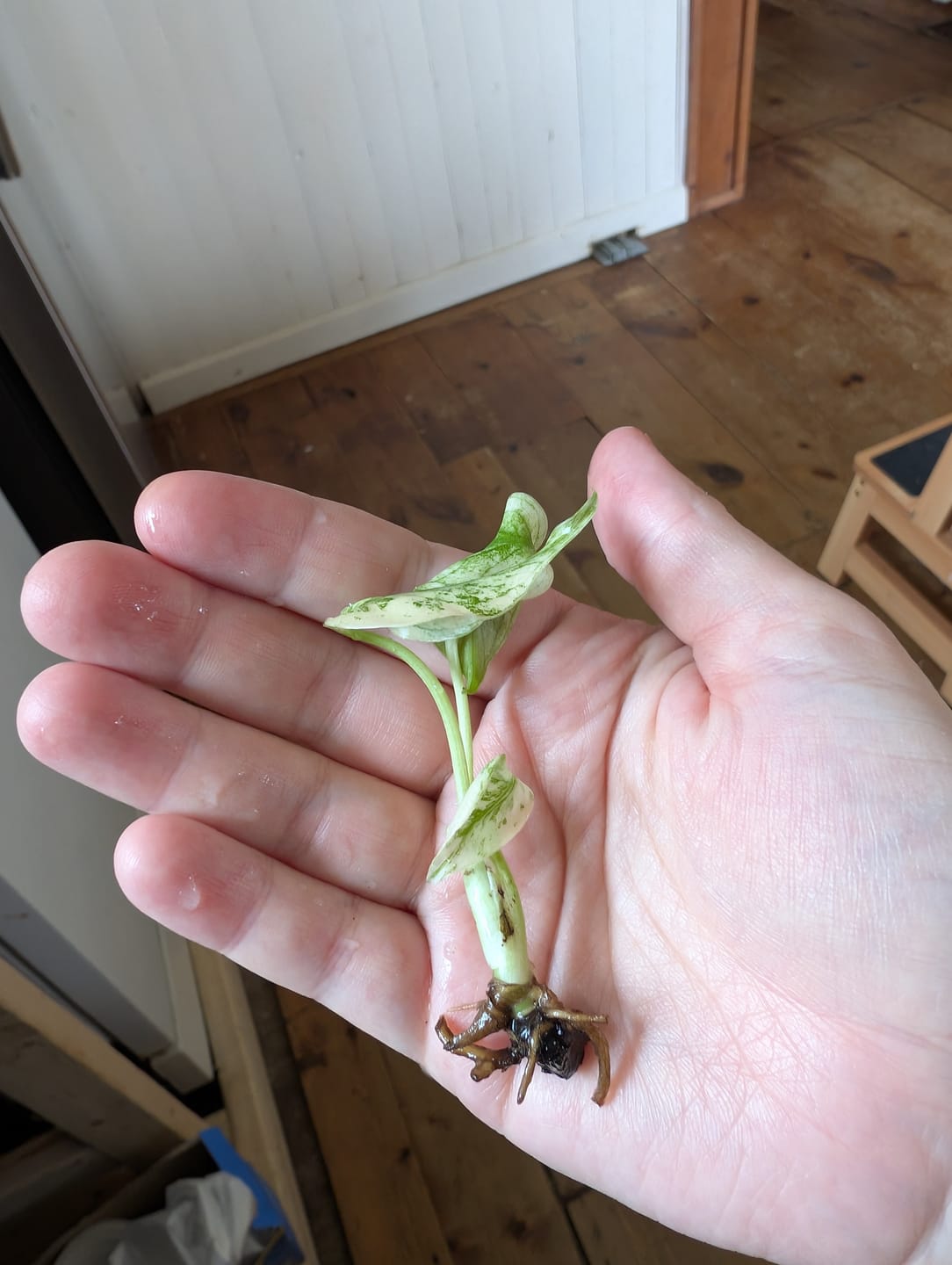Customer photo of Monstera Deliciosa Banana (Super Golden)