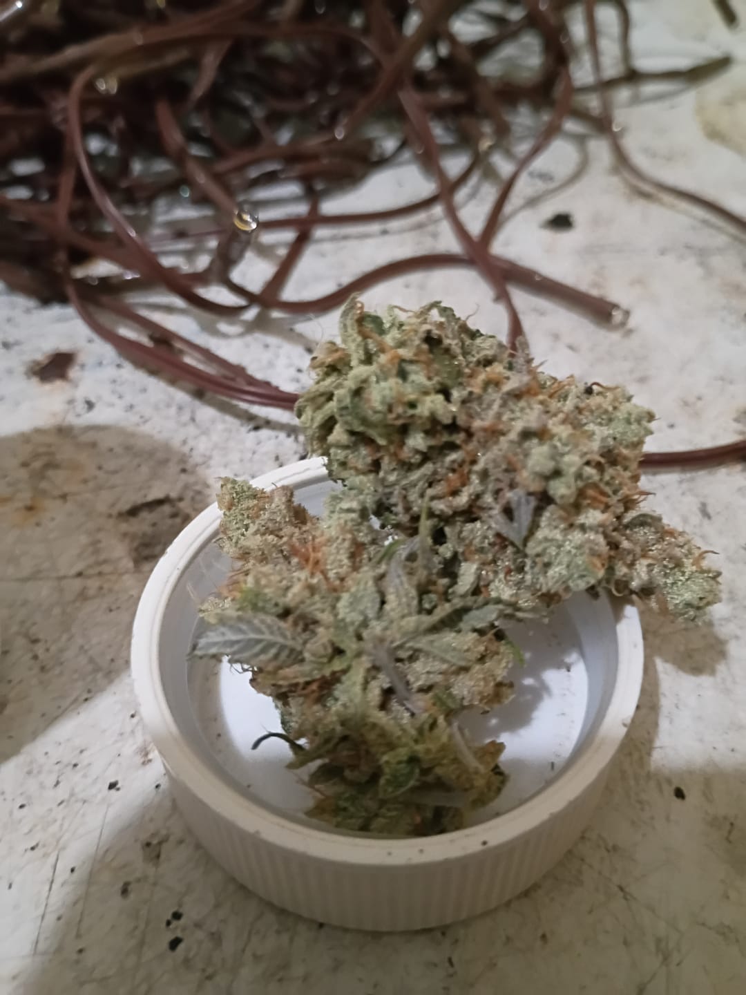 Customer photo review of THCA Queen