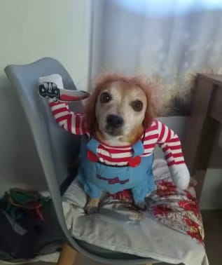 Customer photo review of Disfraz Muñeco Asesino para Mascotas