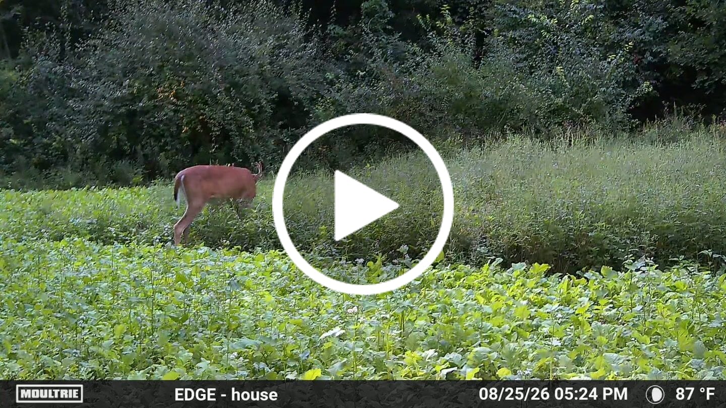 Customer video review of Big Sexy™ Food Plot Seed
