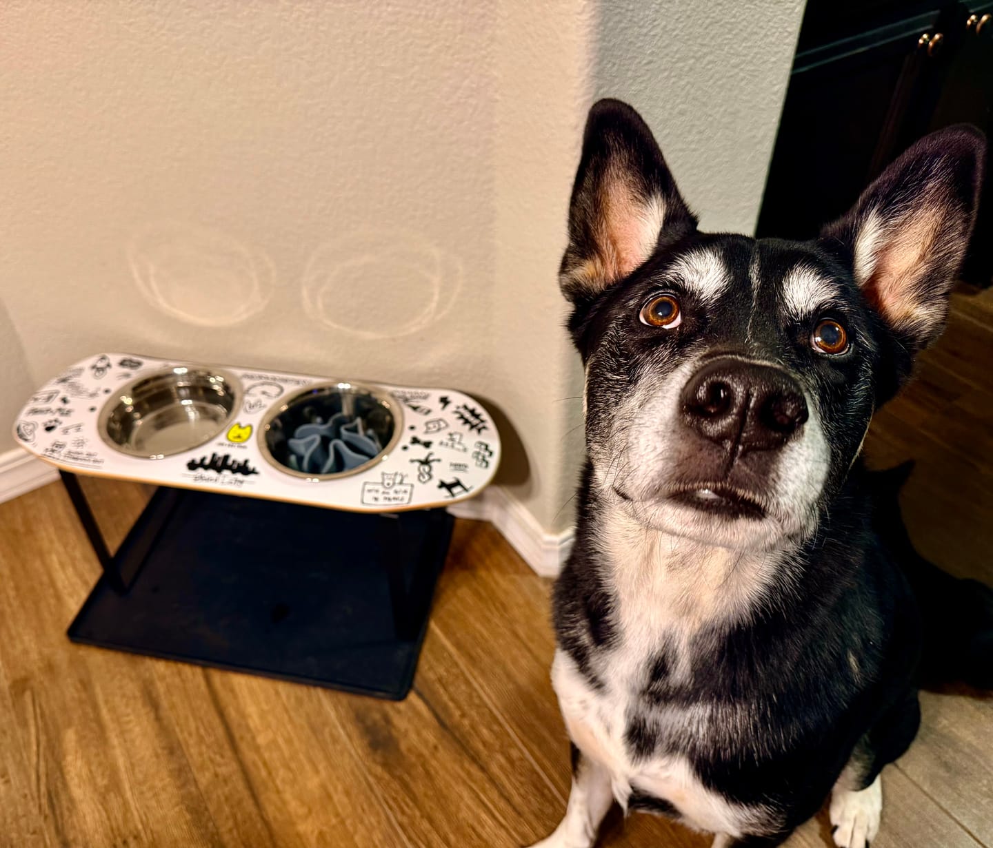 Customer photo review of Doodle Skateboard Dog Bowl (XL Tall)