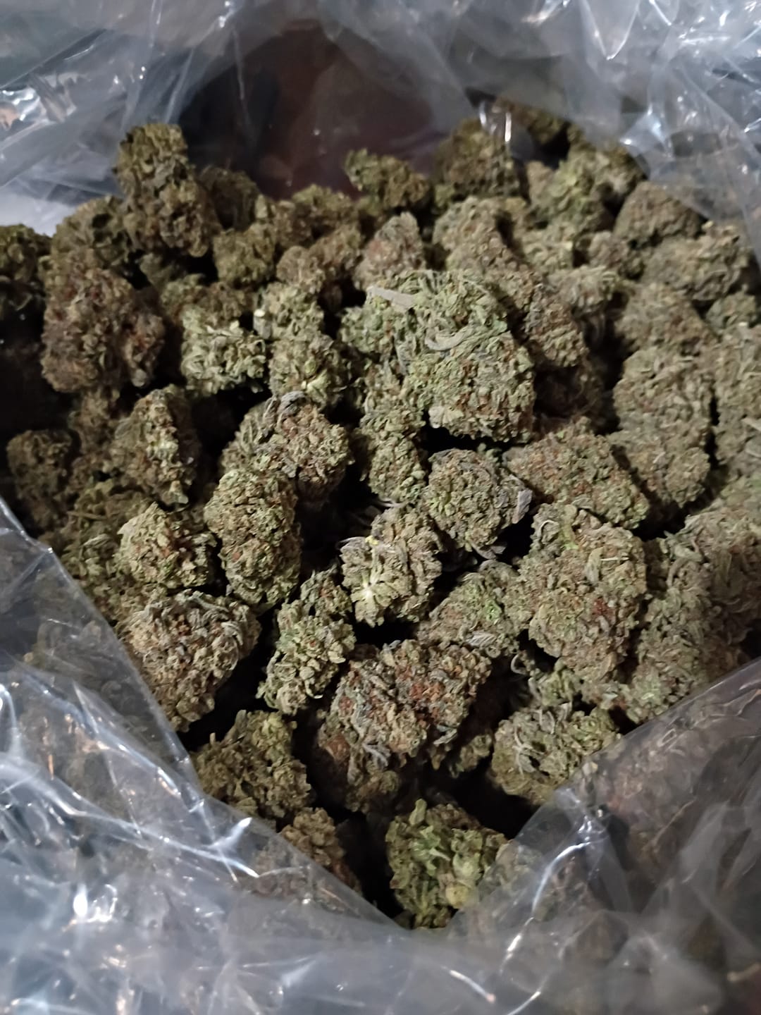 Customer photo review of Snowman - Bulk - Hybrid