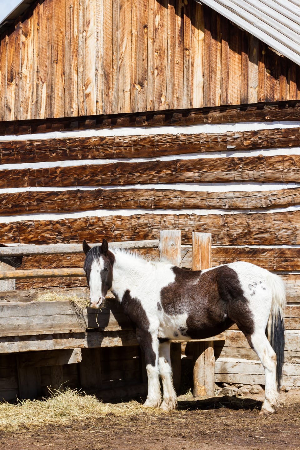 Customer photo review of Hoof Power Leckerlis — Starke Hufe fürs Pferd