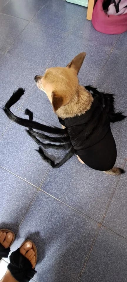 Customer photo review of Spidey Cat™ Costume