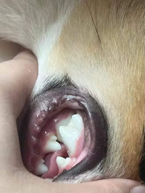Customer photo review of Elimina el mal aliento de tu mascota en segundos 🐾