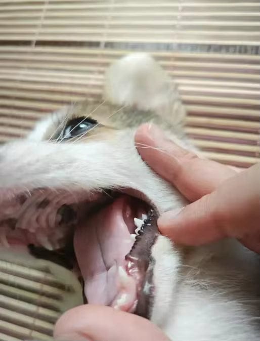 Customer photo review of Elimina el mal aliento de tu mascota en segundos 🐾