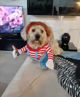 Customer photo review of Disfraz Muñeco Asesino para Mascotas