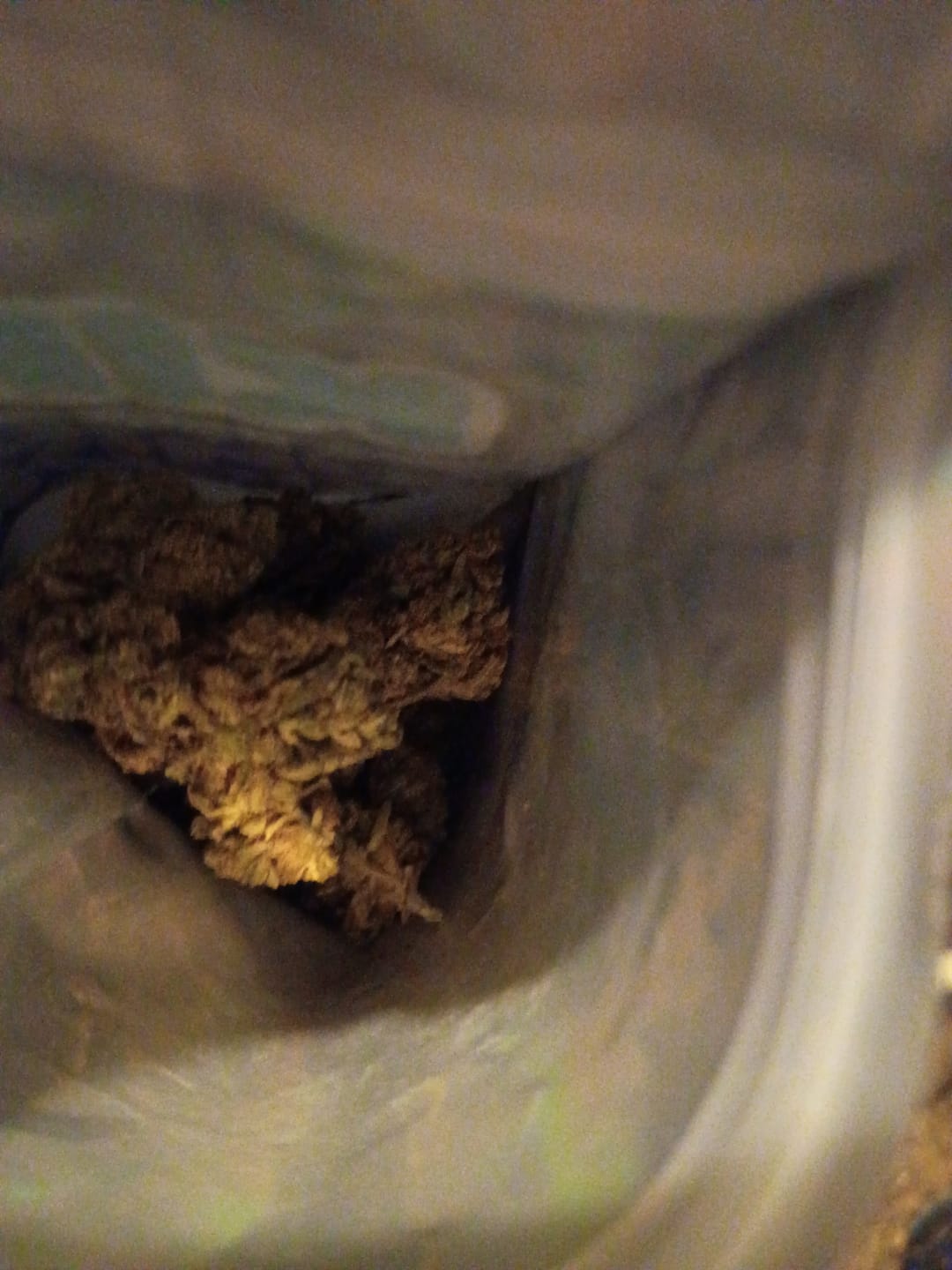 Customer photo review of Peanut Butter Cup - 28 Grams - Indica