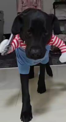 Customer photo review of Disfraz Muñeco Asesino para Mascotas