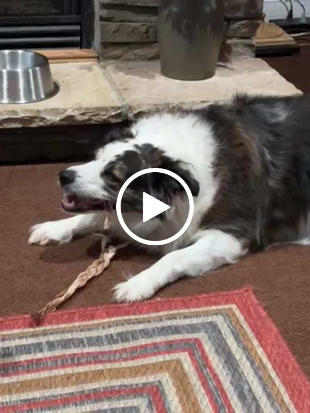 Customer video review of Ostrich Tendon Twister (12" x 2.5" x 1"): The Satisfying, All-Natural Chew for Dental Health & Joint Support