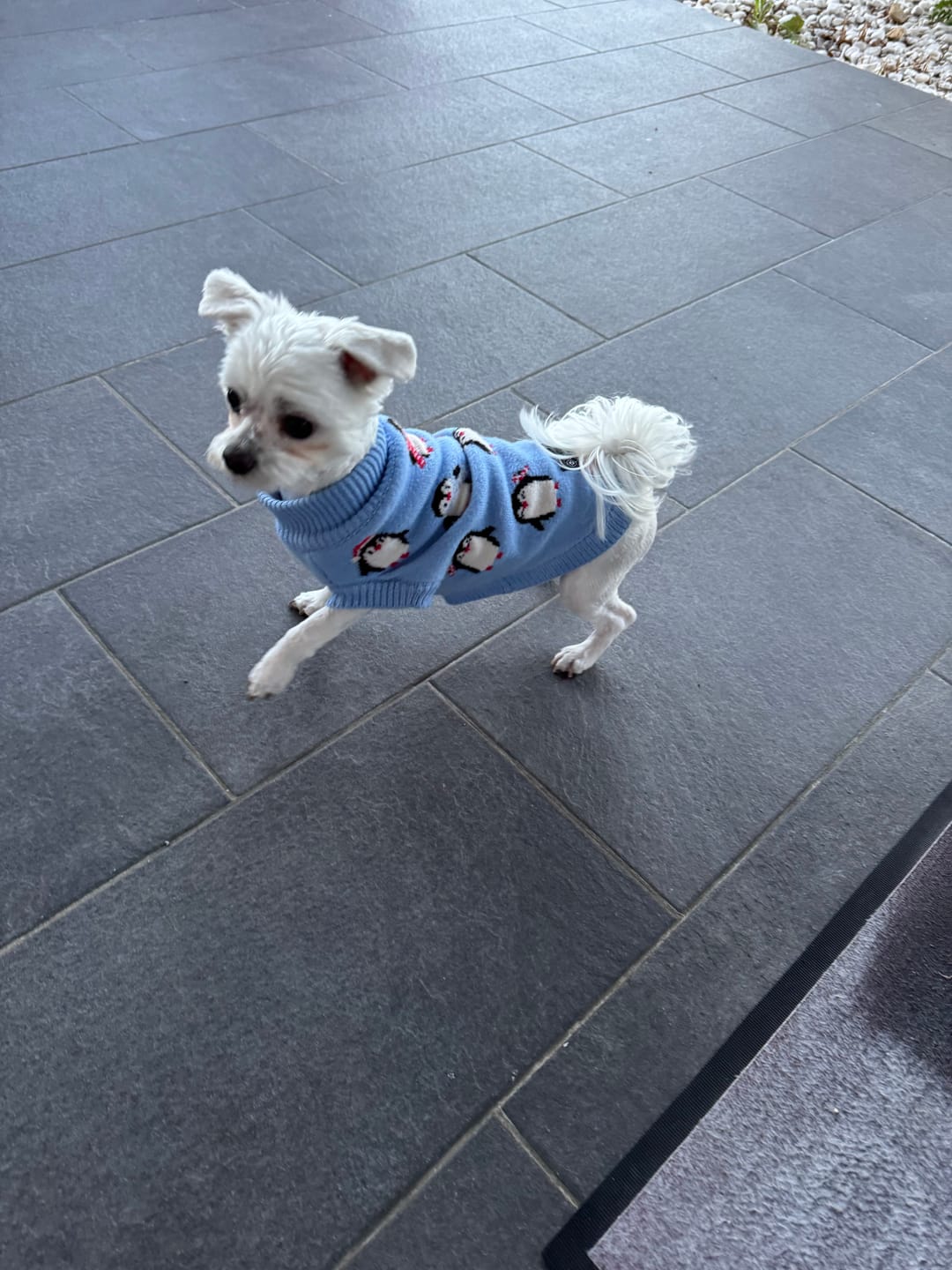 Customer photo review of Dog Pajama - Pink Hearts