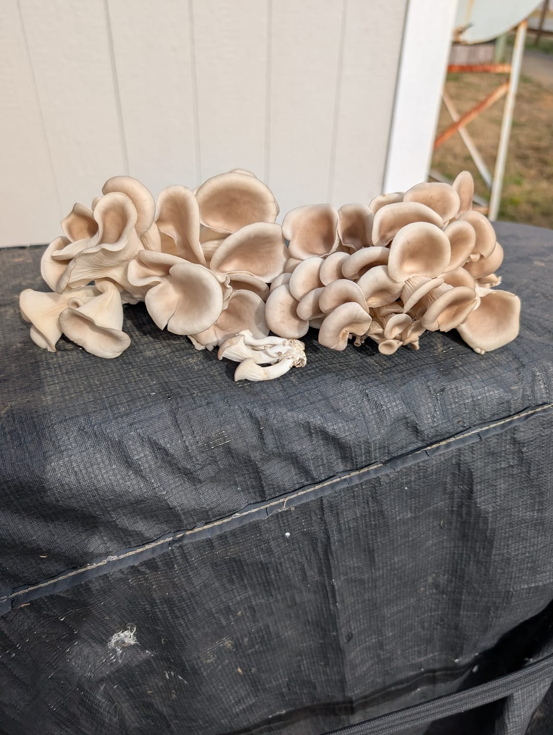 Customer photo review of Mushroom Mini-Farm Grow Kits Variety - 4 Pack