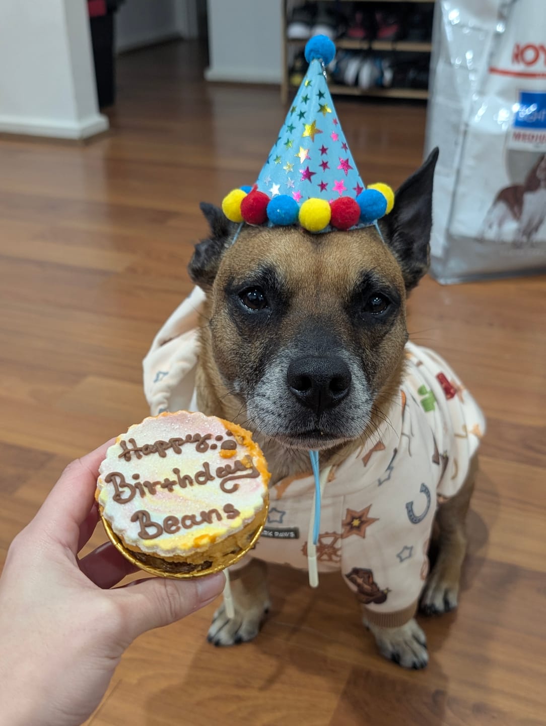 Customer photo review of Rodeo Dog Hoodie