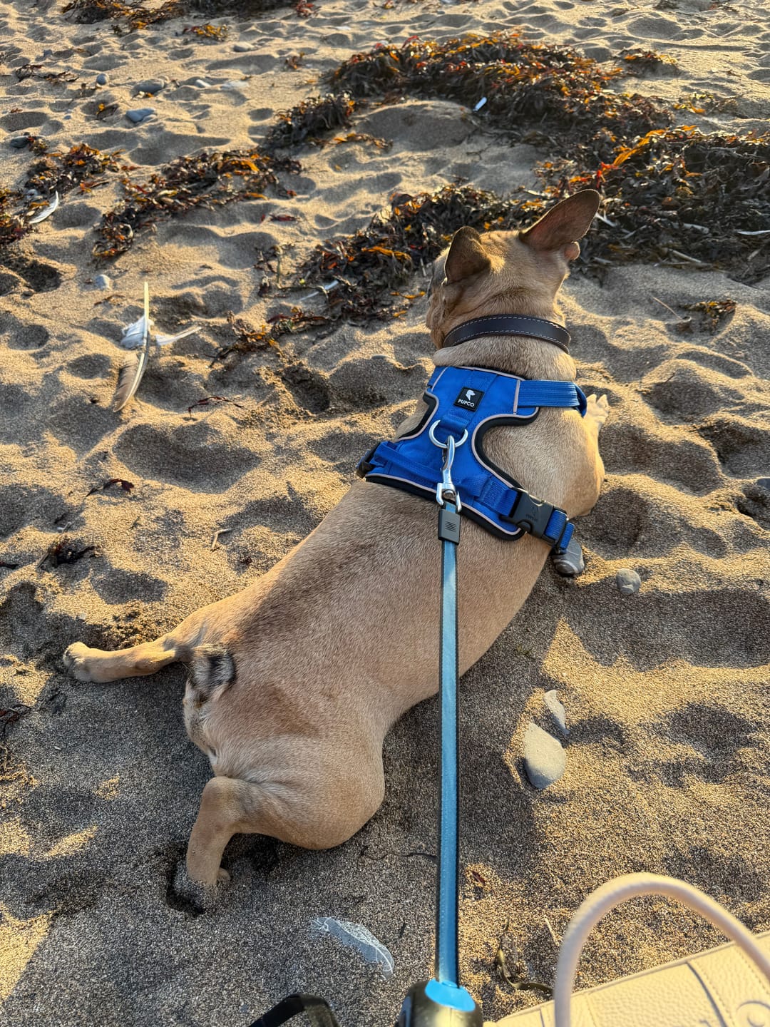 Customer photo review of Prime harness - Blue