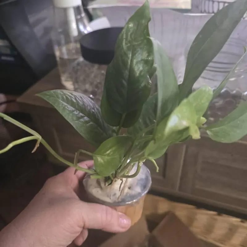 Customer photo review of Epipremnum Pinnatum 'Cebu Blue' Pothos in a Nursery Pot | Rare Cebu Blue Epipremnum Pinnatum | Gift Houseplants