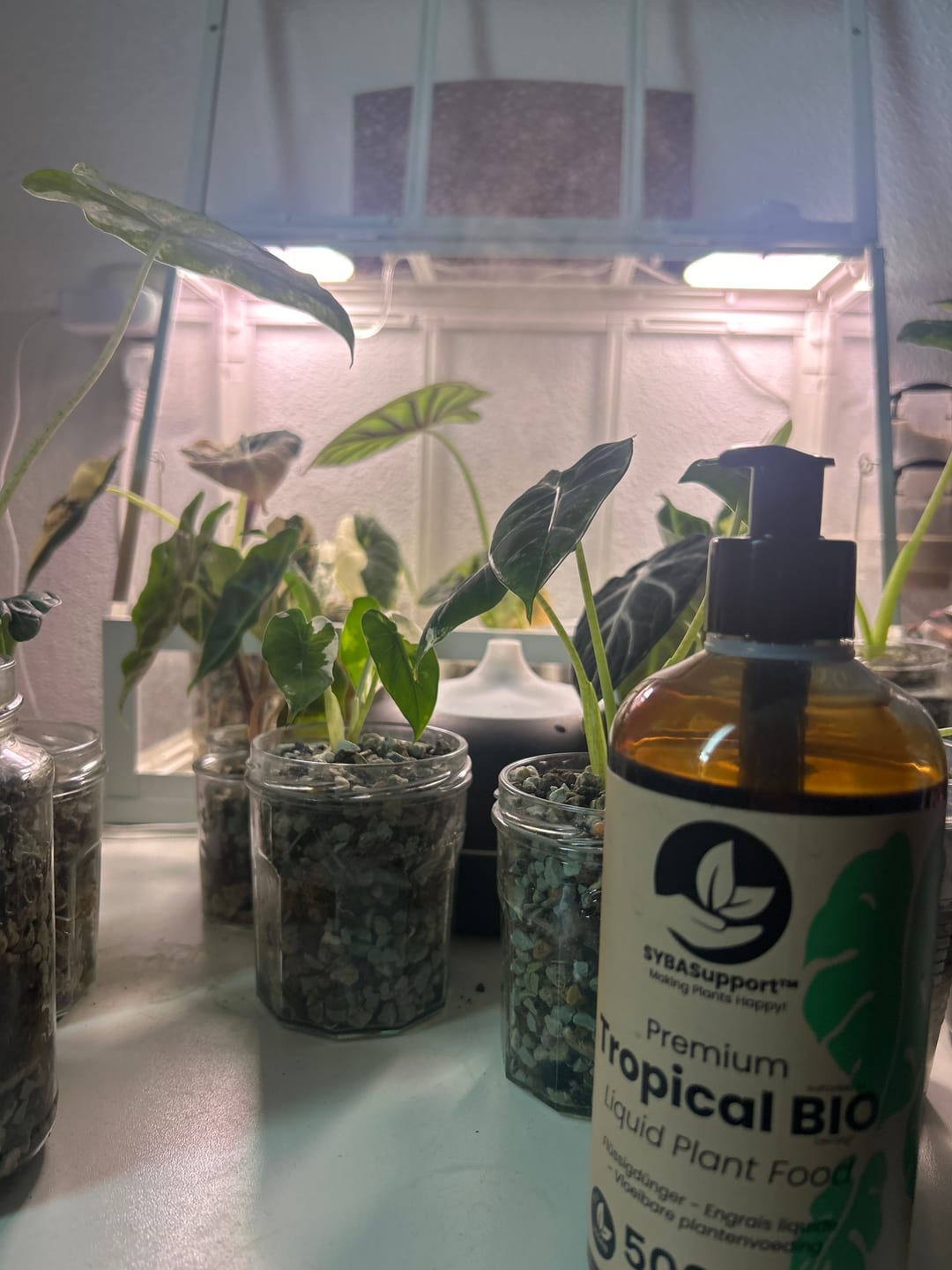 Customer photo review of Tropical Liquid Plant Food