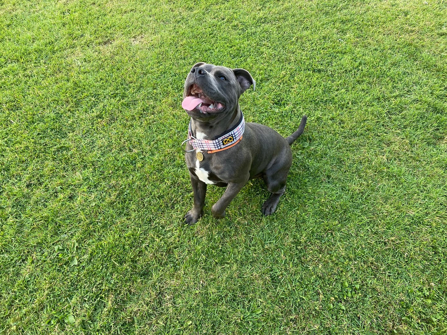 Customer photo review of Staffordshire Bull Terrier 1935® Martingale Collar - Staffburry Beige