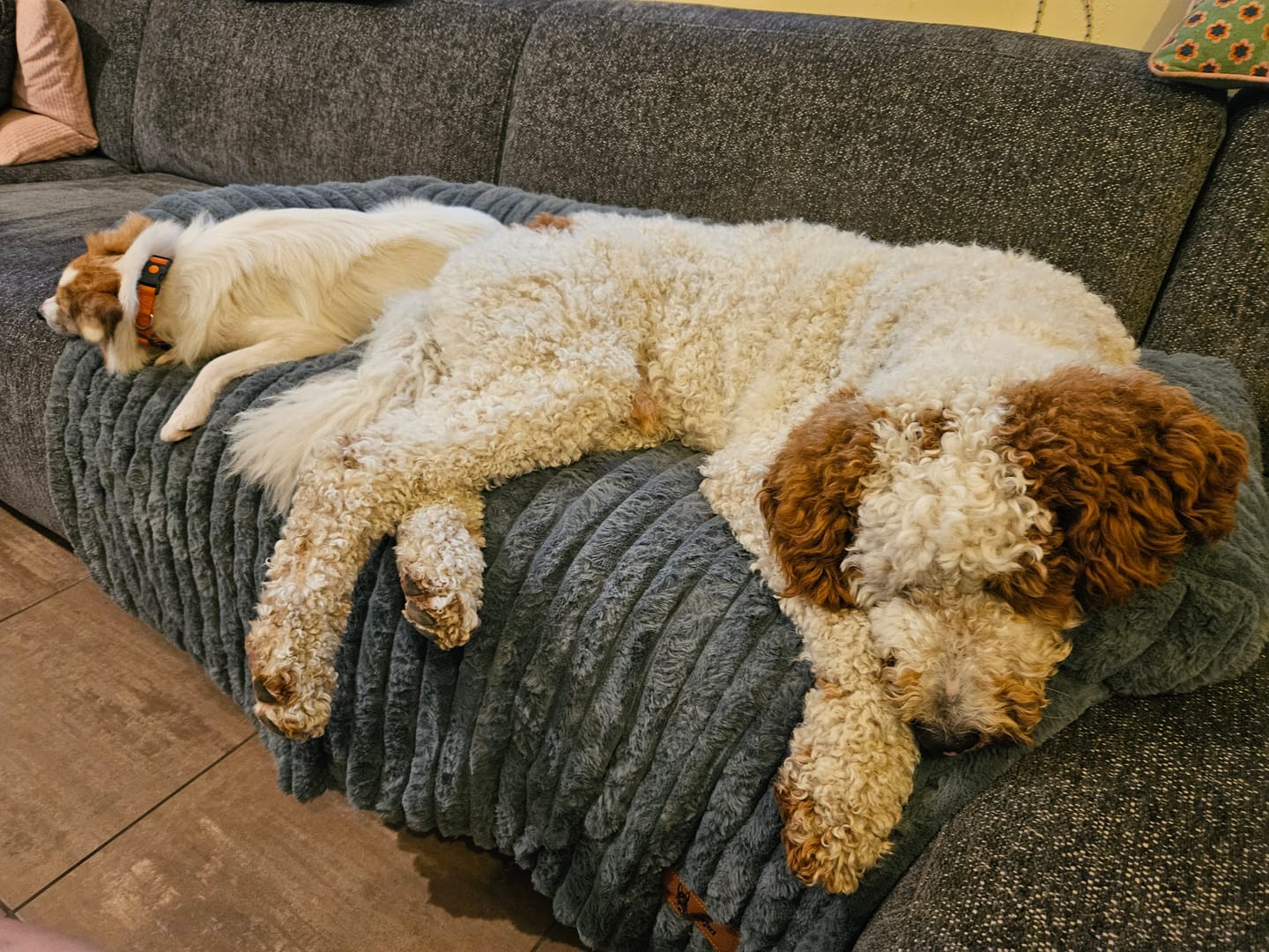 Customer photo review of Pet Perfect Luxe Bankbeschermer