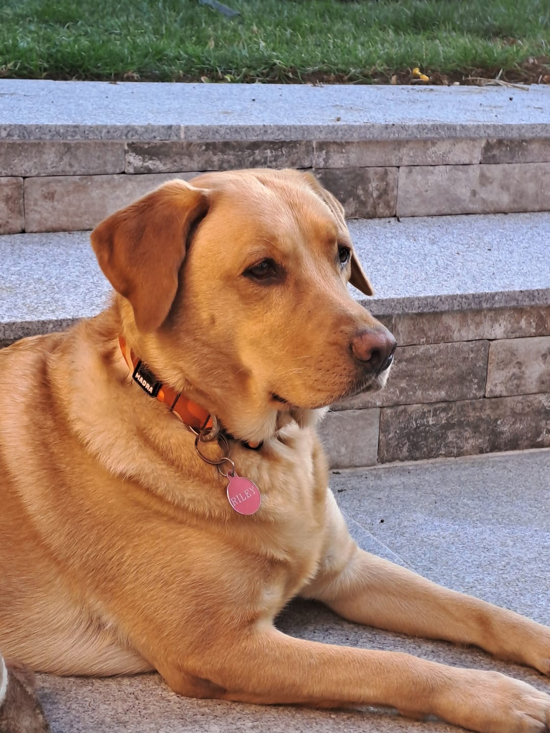 Customer photo review of Camo City Collar