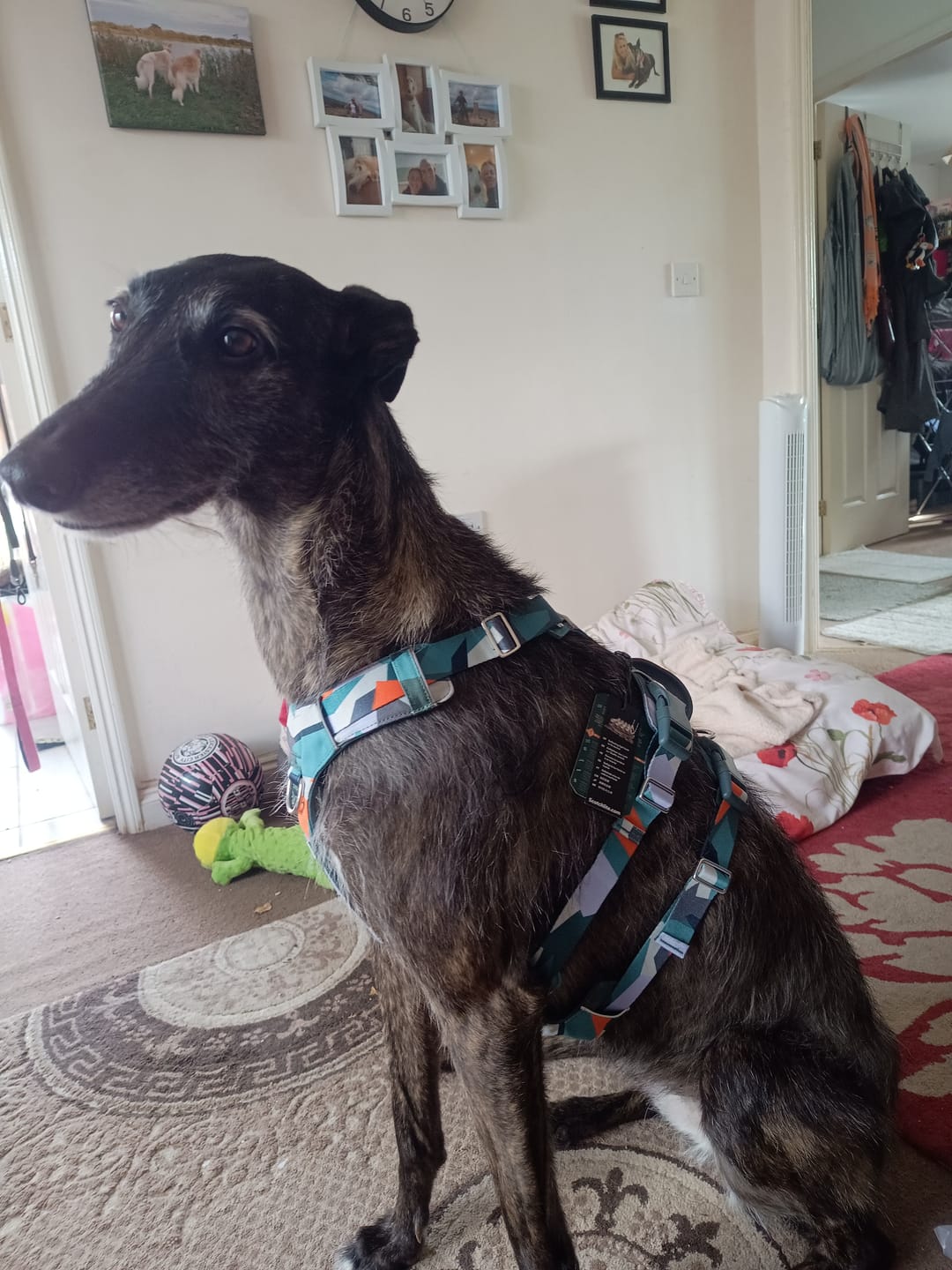 Customer photo review of Scramble Harness