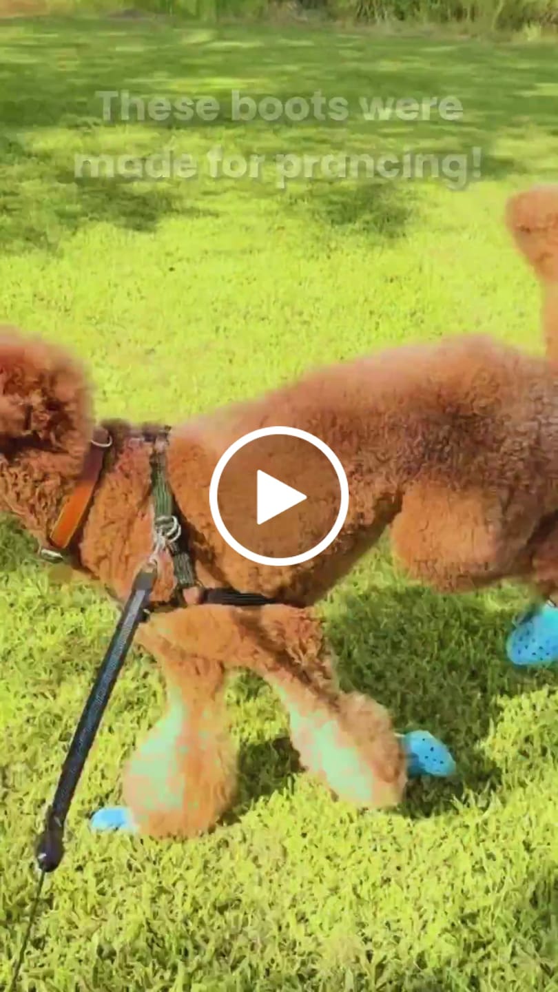 Customer video review of WagWellies® Mojave