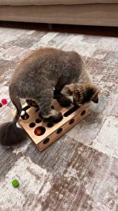 Customer photo review of Sugenza™ Kedi Tırnak Törpüleme & Oyun Kutusu