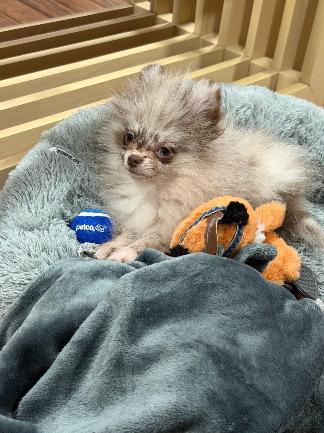 Customer photo review of Manta Relajante para Mascotas