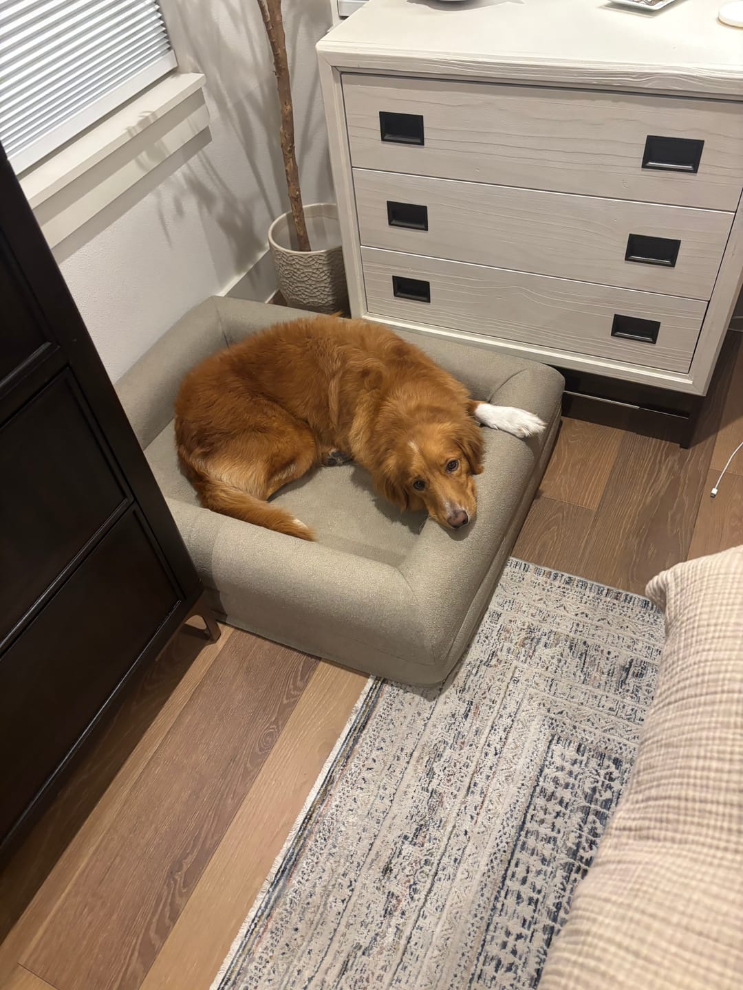 Customer photo review of Medium REM Dog Bed