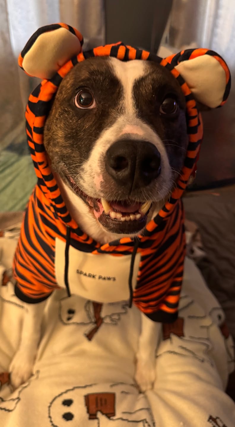 Customer photo review of Halloween Dog Hoodie - Tiger