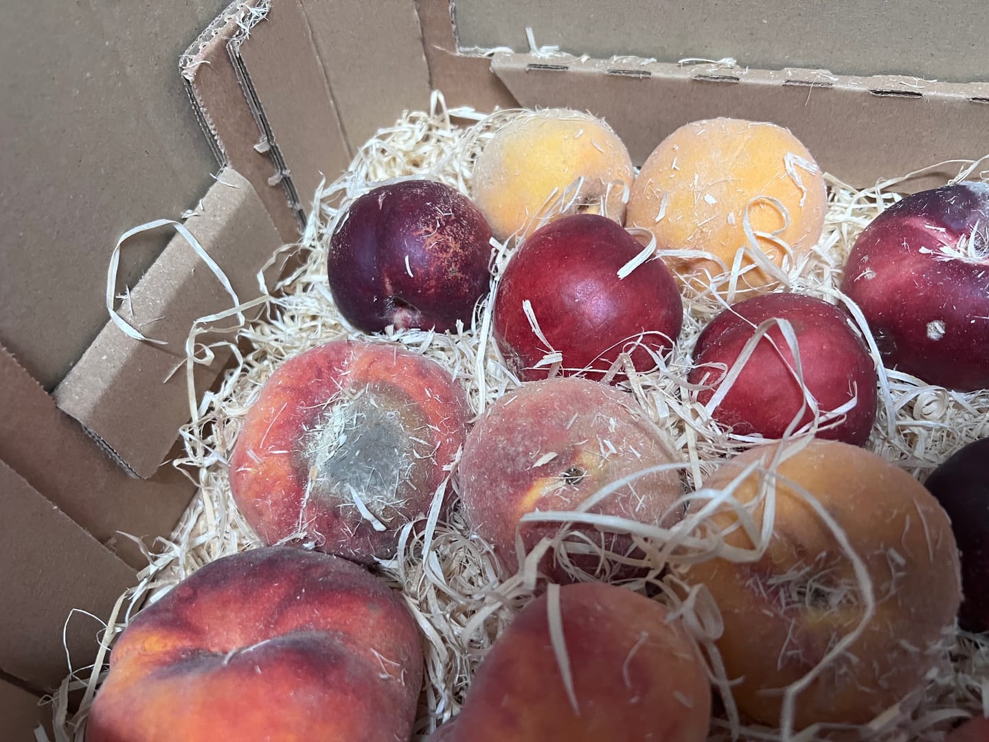Customer photo review of Pfirsich-Mix Bio von Nicolas 3kg Box