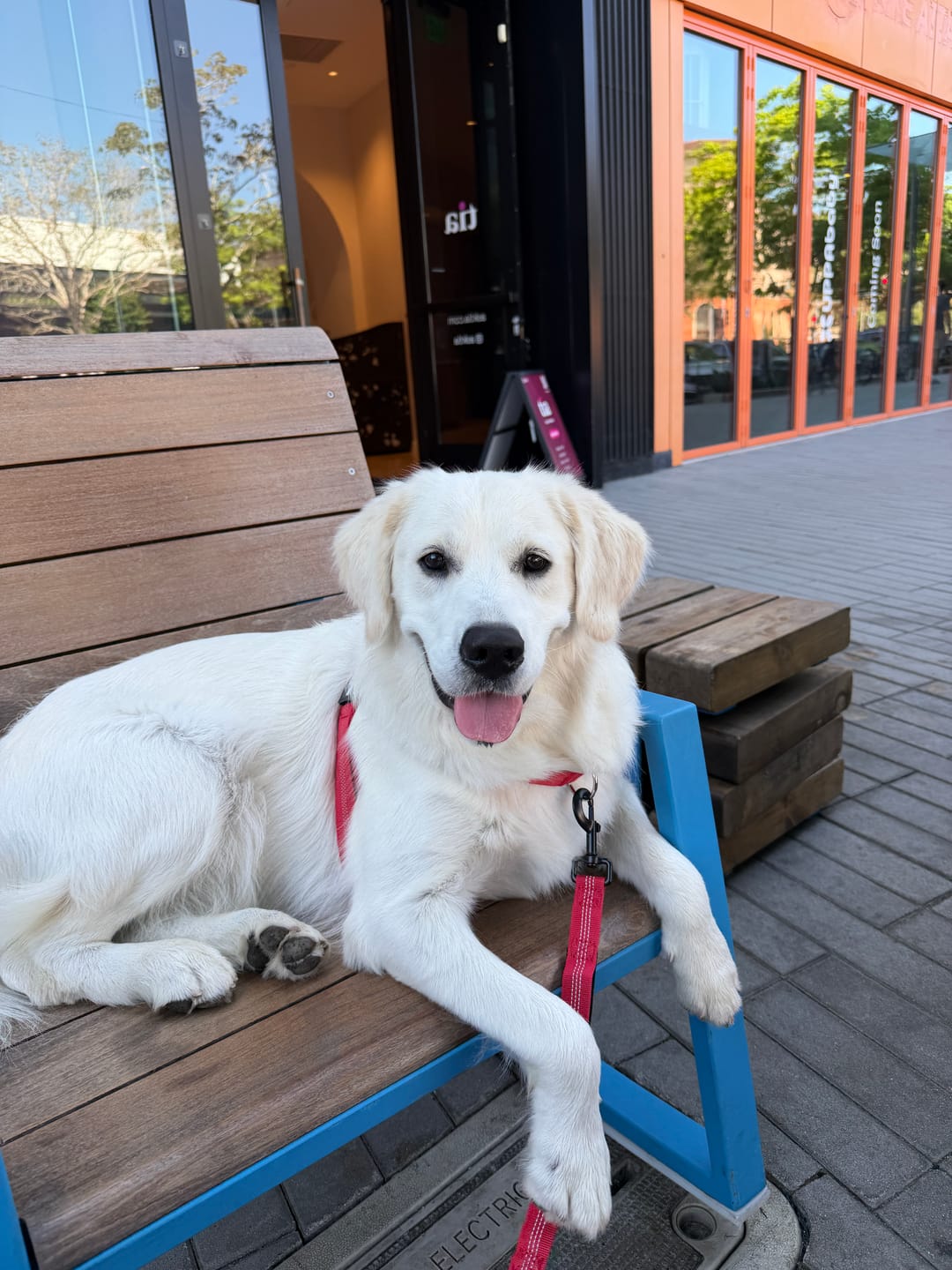 Customer photo review of ParoPet No Pull Dog Harness