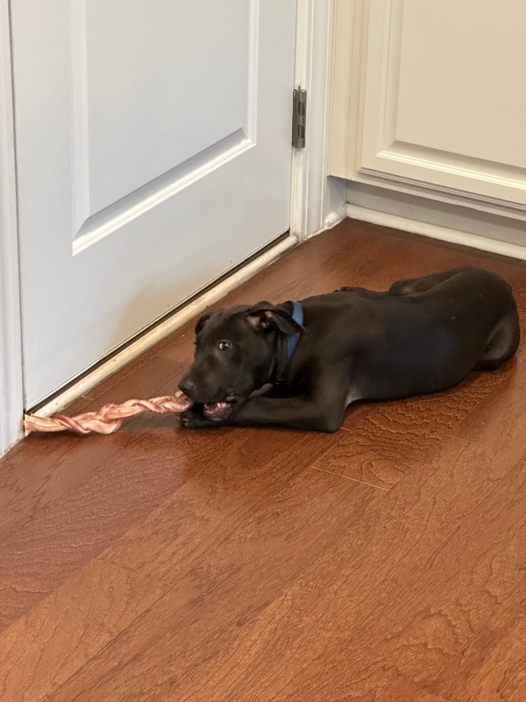 Customer photo review of 12 Inch Monster Braided Bully Stick