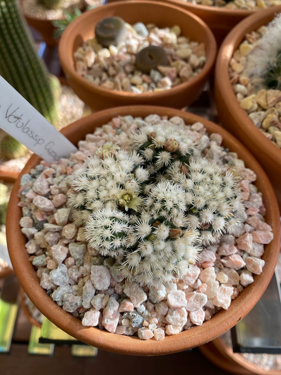 Customer photo review of Mammillaria Vetula ssp Gracilis 'Arizona Snowcap'
