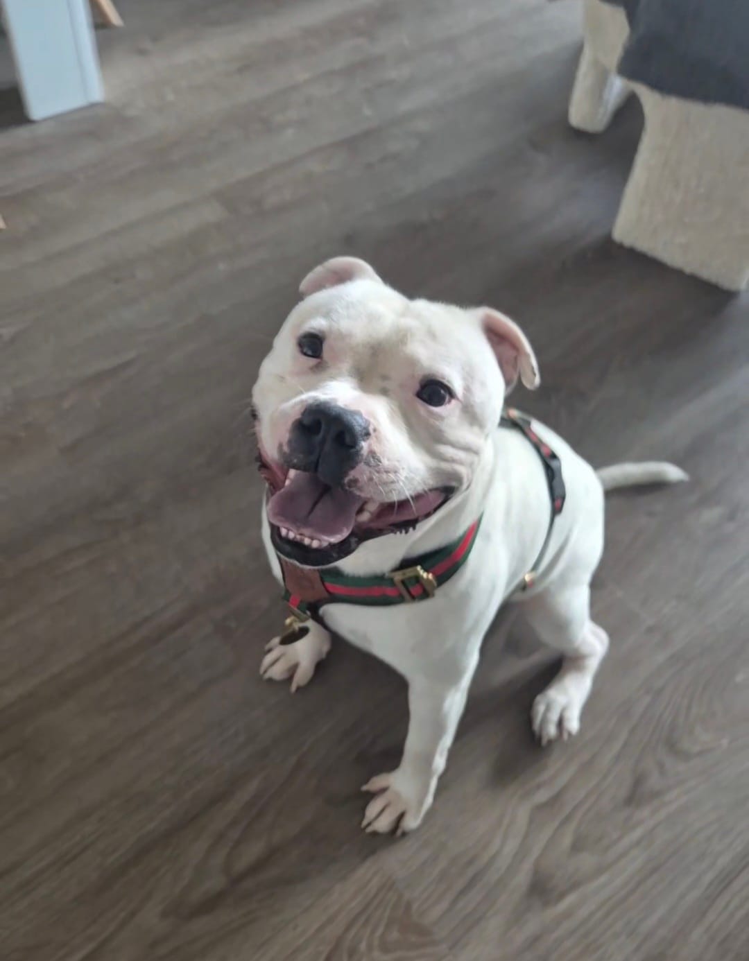 Customer photo review of Staffordshire Bull Terrier 1935® Harness & Leash Set - Rosso Verde Edition