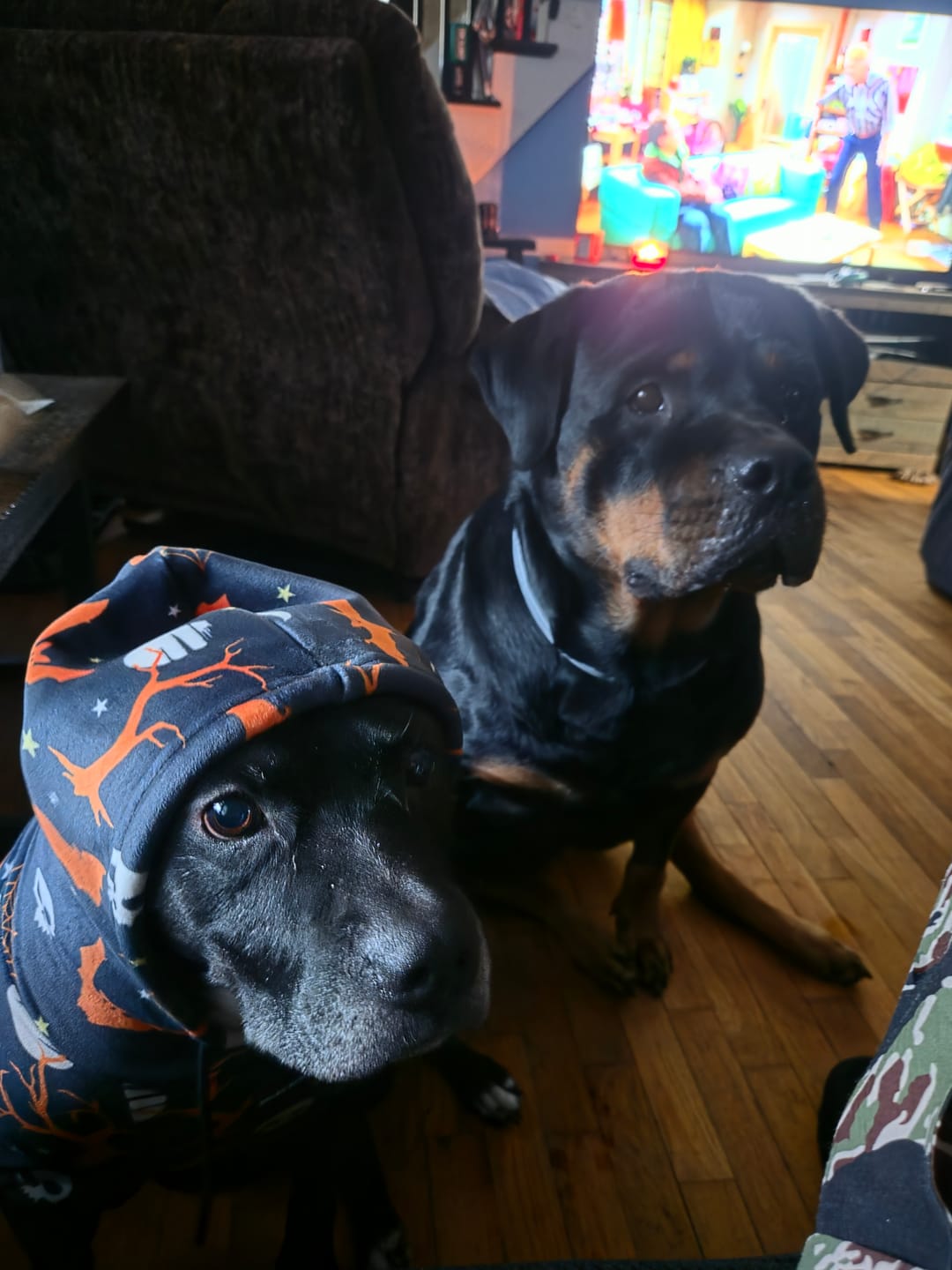 Customer photo review of Halloween Dog Hoodie - Black