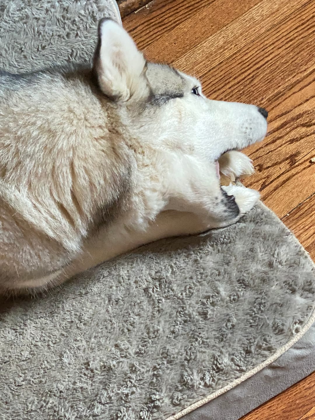 Customer photo review of Himalayan Yak Chew (EXTRA LARGE)