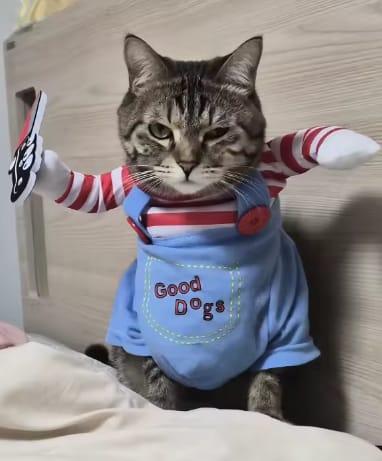 Customer photo review of Disfraz Muñeco Asesino para Mascotas