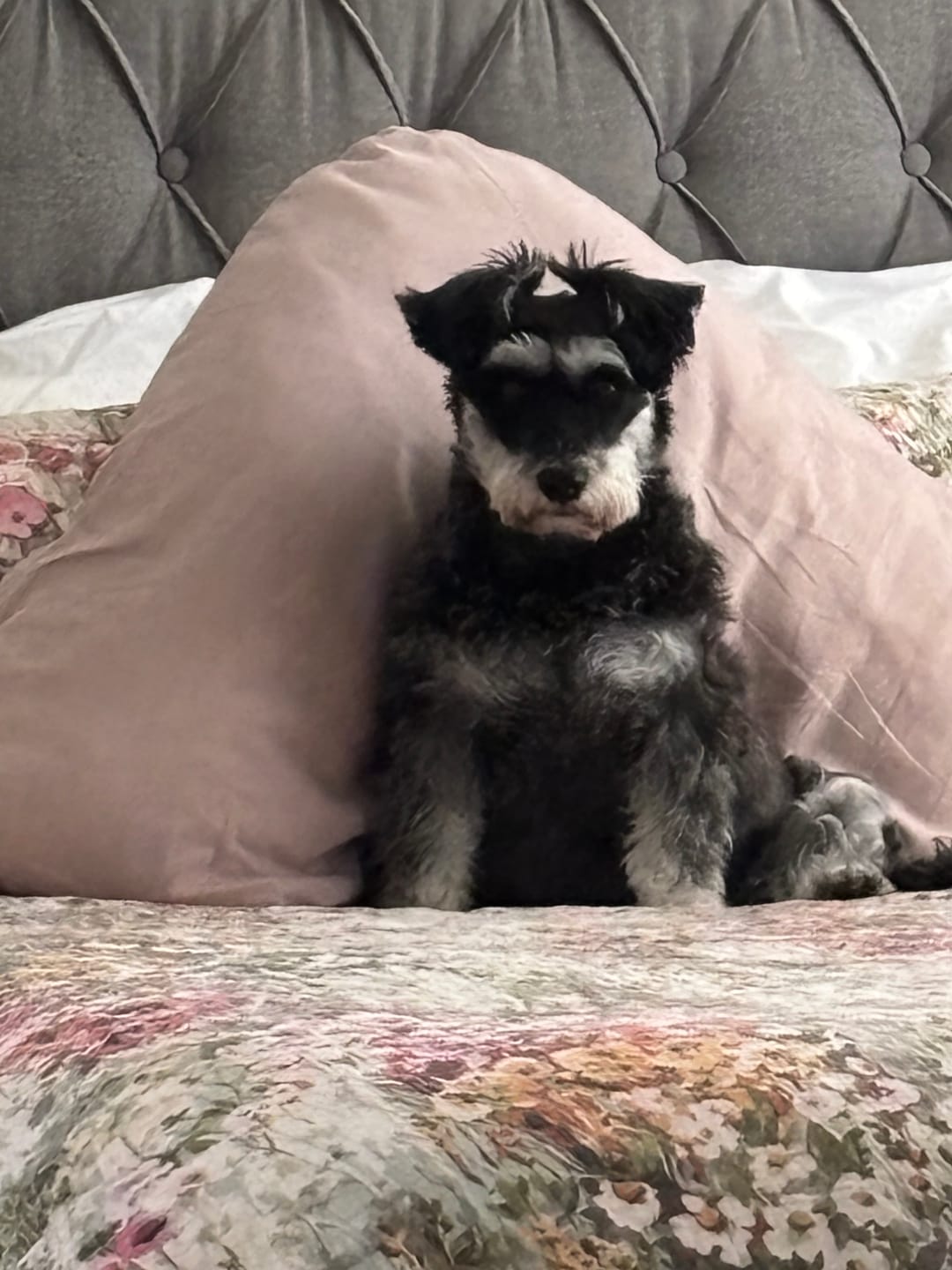 Customer photo review of Council Dog Waste Bags (with handles)- 225 Bag Roll