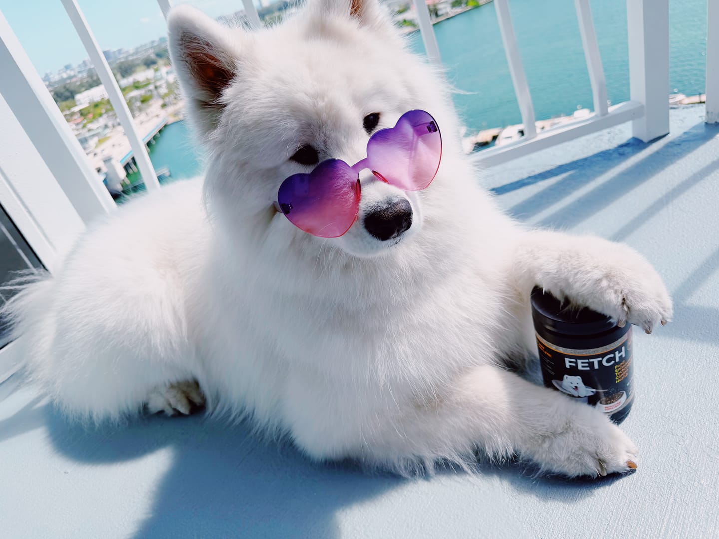 Customer photo review of FETCH Premium Nutritional Supplement for Dogs