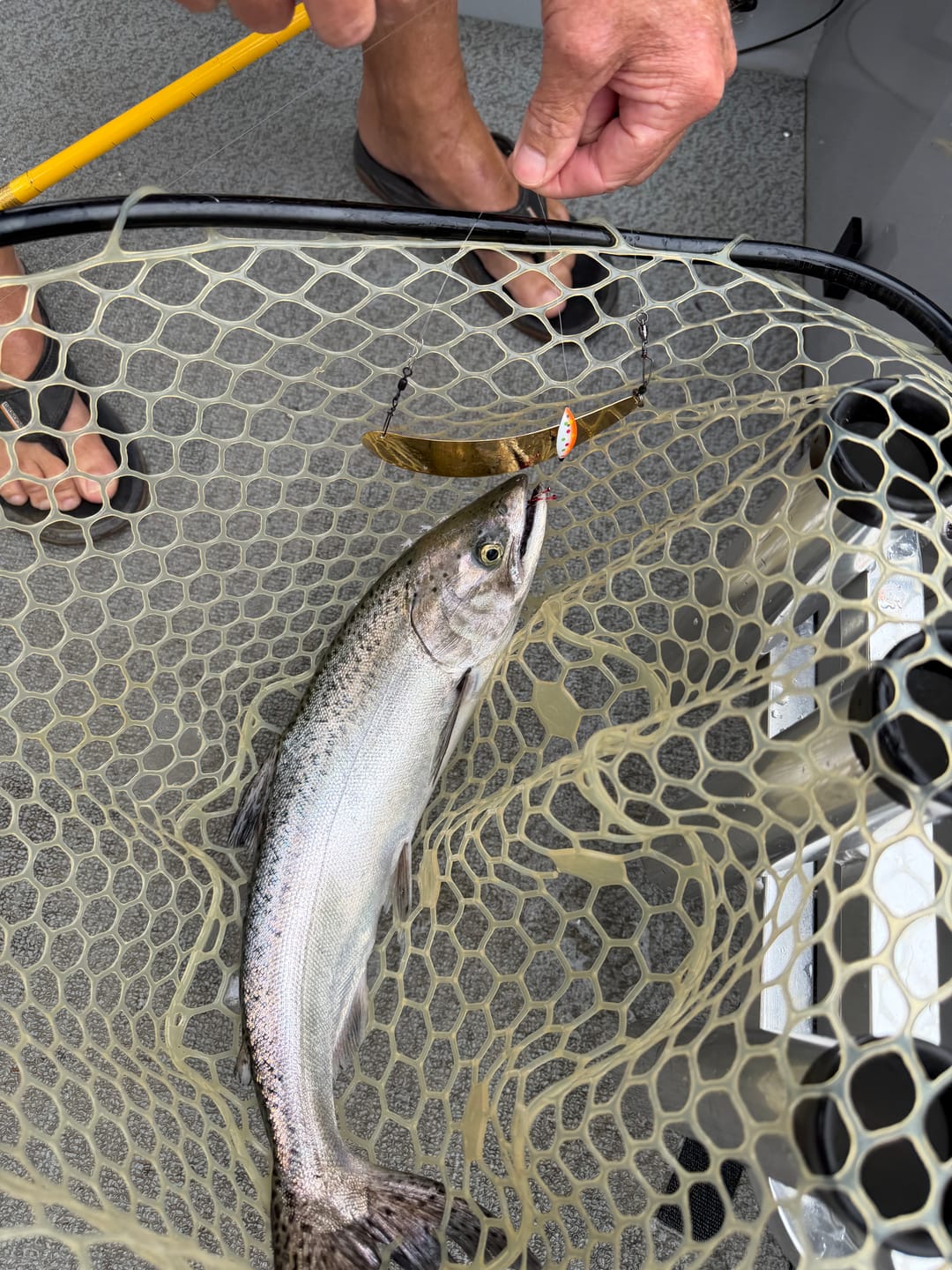 Customer photo review of Trolling Dodger 6" - Kokanee & Trout