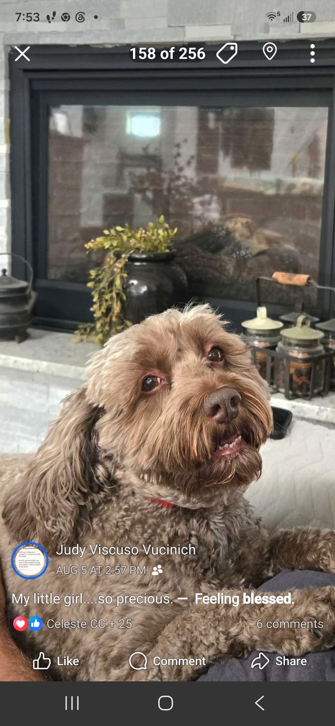 Customer photo review of FurLife™ - 8 Months All Natural Flea and Tick Collar for Dogs