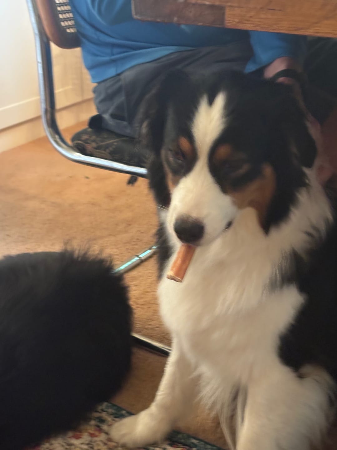 Customer photo review of 6 Inch Standard 50 Pack - Bully Sticks