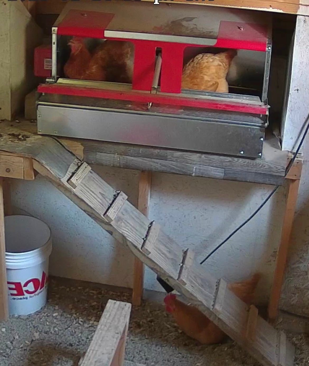 Customer photo review of Medium (34") Reversible Roll-out Nest Box (Up to 32 Hens)