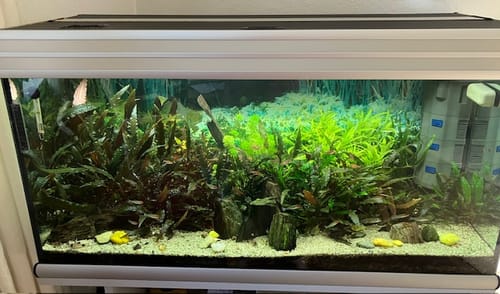 Customer photo review of Aquarienpflege 18.06.2026 11:00-12:00 Uhr