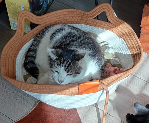 Customer's brown and white woven Instinct Basket with a tabby cat curled up sleeping inside.