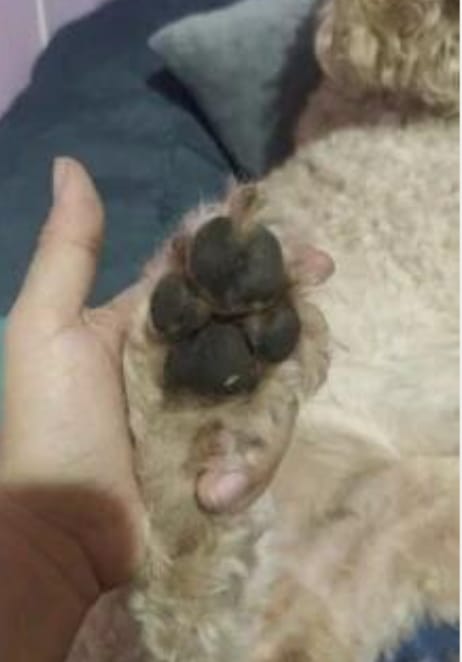 Customer photo review of Quiet Pet Trimmer — Paws, Face & Sensitive Areas
