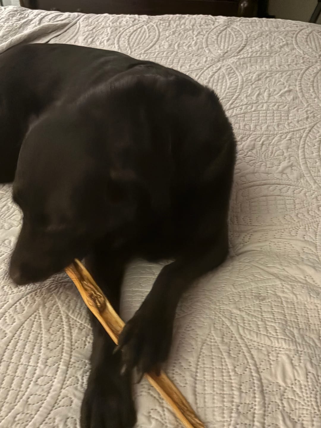 Customer photo review of 10-12 Inch Beef Cheek Sticks